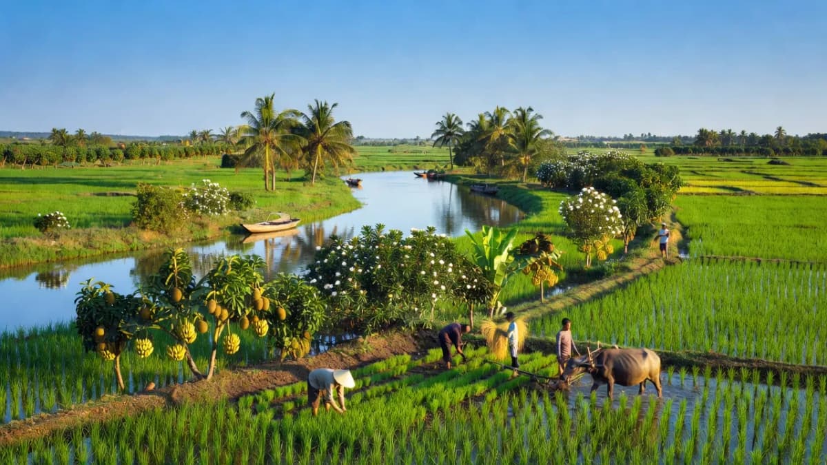 Huyện Chợ Lách, Tỉnh Bến Tre - Giới thiệu quận huyện