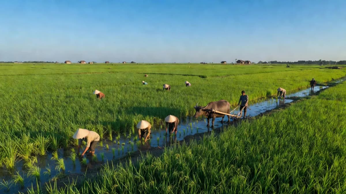 Huyện Mộc Hóa, Tỉnh Long An - Giới thiệu quận huyện