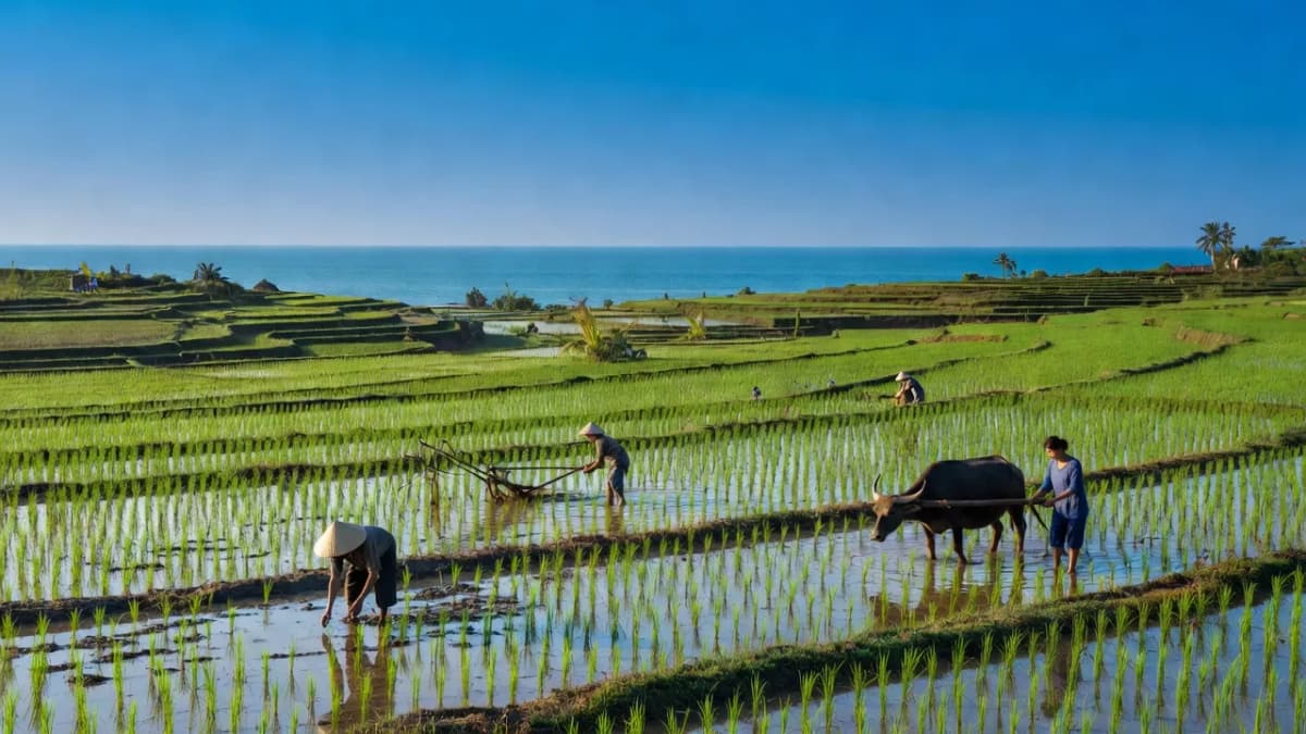 Huyện Mộ Đức, Tỉnh Quảng Ngãi - Giới thiệu quận huyện