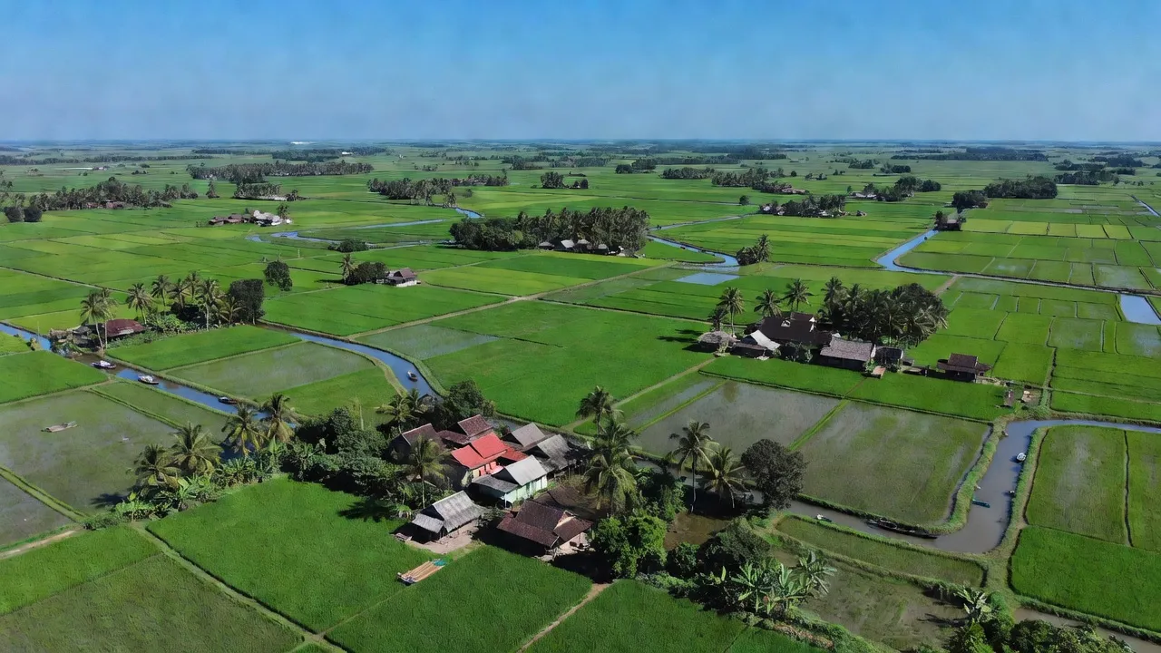 Khung cảnh lúa xanh và nhà truyền thống ở xã Trường Long, huyện Phong Điền, Cần Thơ.