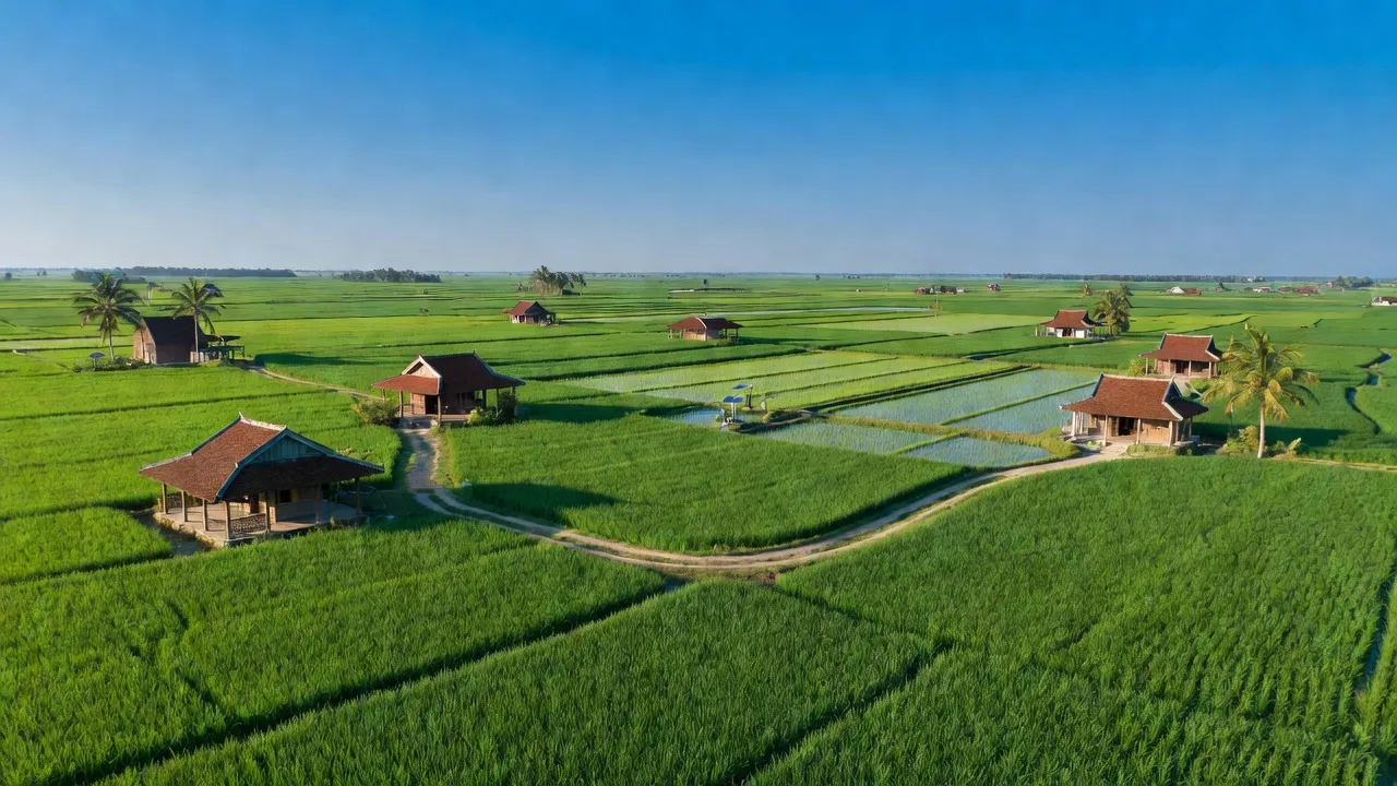 Cảnh quan huyện Châu Thành, Kiên Giang với cánh đồng lúa xanh và nhà truyền thống.
