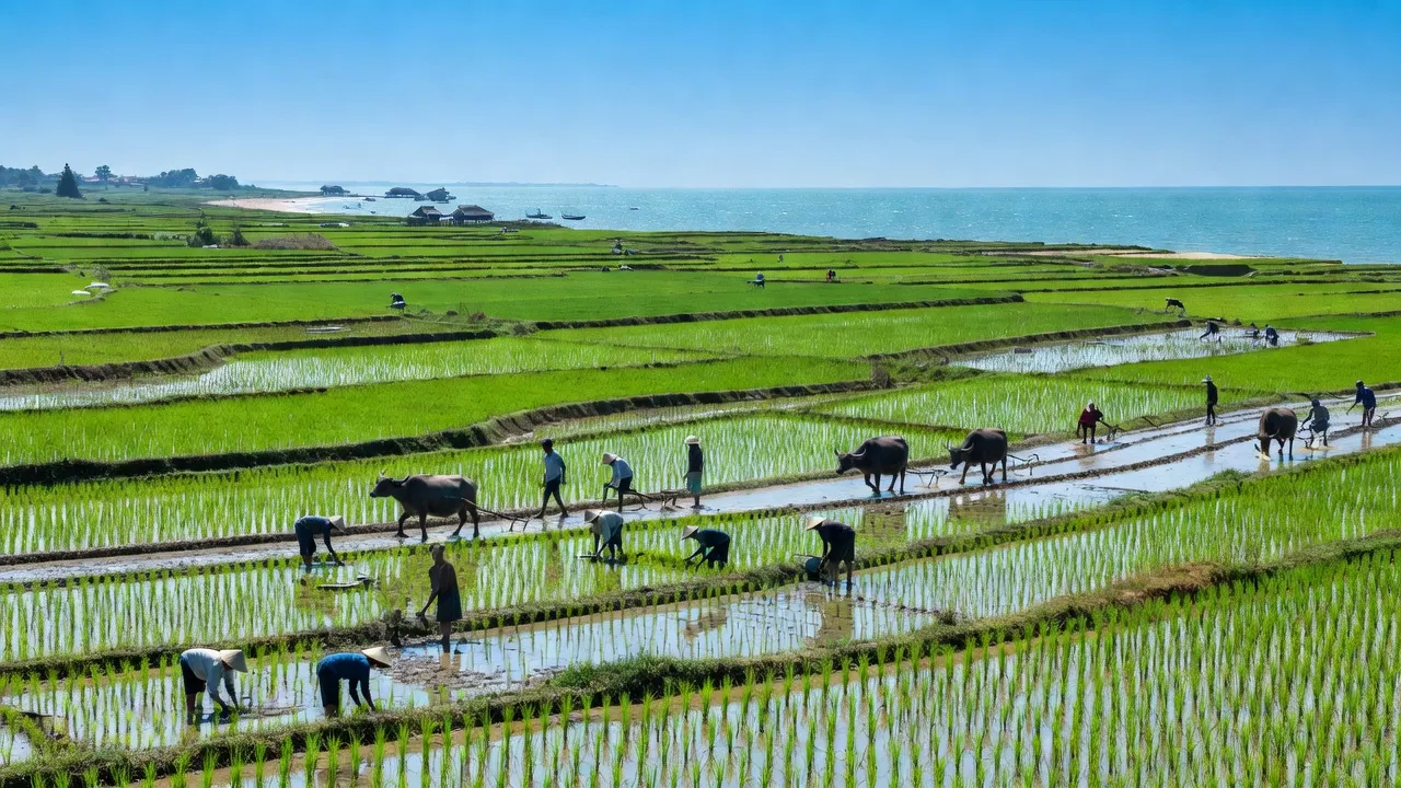 Cảnh đẹp huyện Hoằng Hóa, tỉnh Thanh Hóa với cánh đồng lúa và biển Đông xanh.